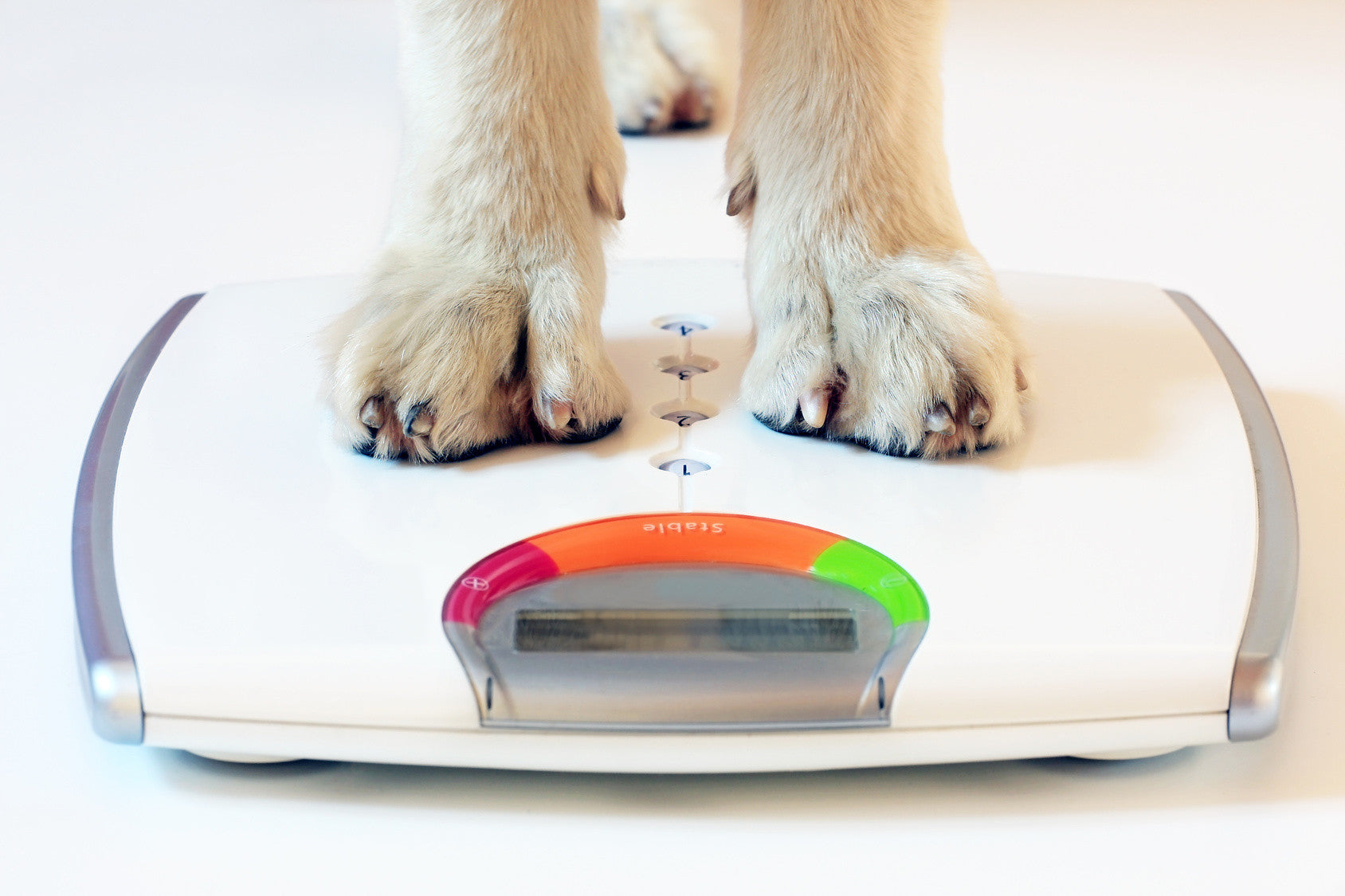 7 SIGNES QUE VOTRE CHIEN EST EN SURPOIDS