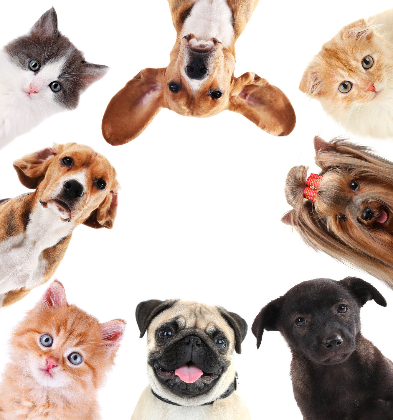 L'ANIMAL PARFAIT POUR VOUS... IL EXISTE !