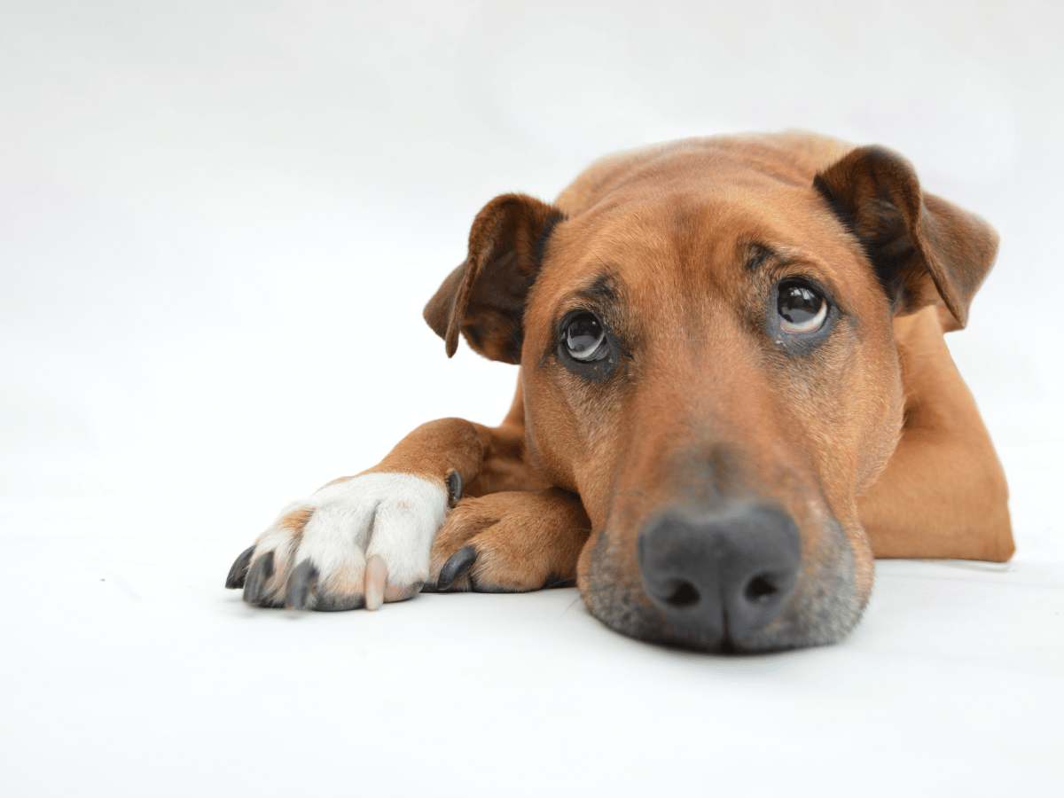 Chien labrador couché sur le sol. Il est atteint d'arthrite en besoin d'un remède naturel