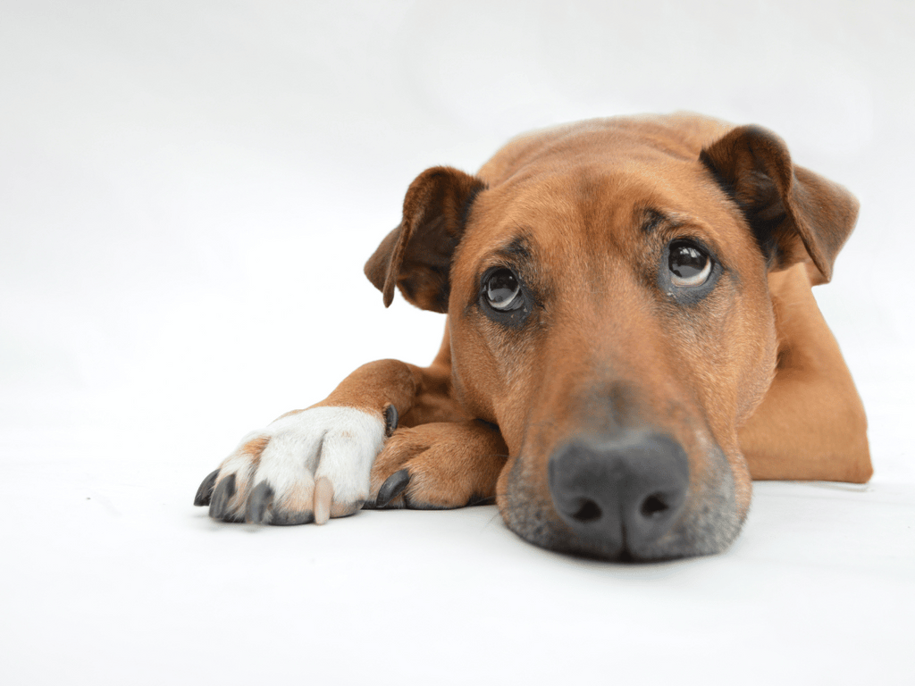 Les 10 meilleurs remèdes naturels pour l'arthrite chez les chiens 2024