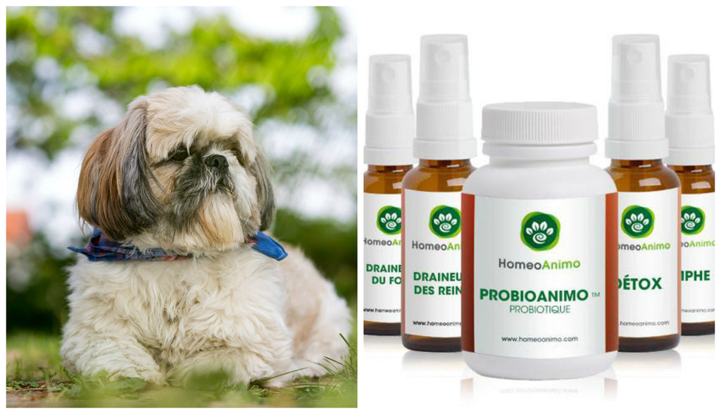 VOYEZ COMMENT UN SHIH TZU ÂGÉ DE 12 ANS A RETROUVÉ LA FORME GRÂCE AUX PRODUITS HOMEOANIMO ™