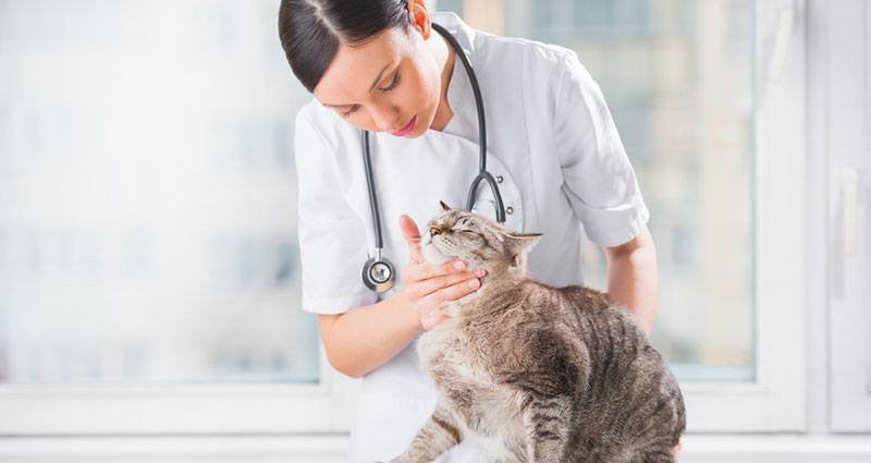 L'ATTENTION ANIMALIÈRE