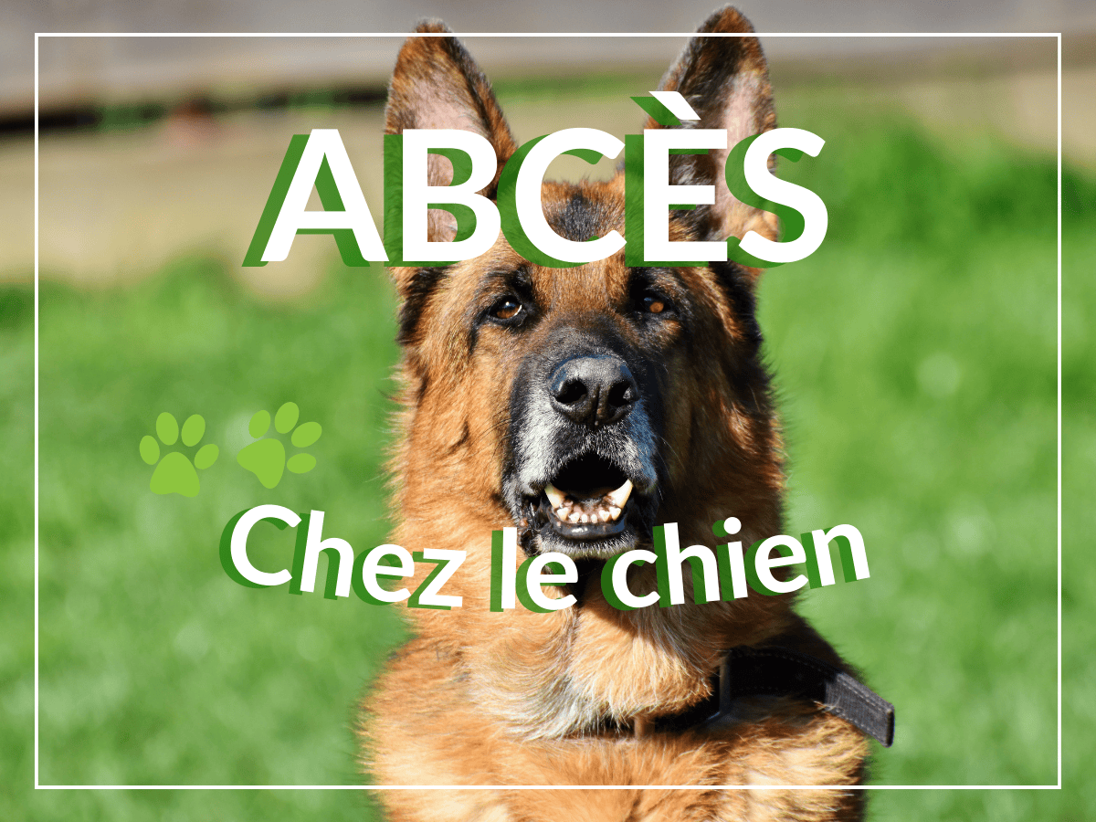 Les abcès chez le chien : Causes, symptômes, traitement et remèdes naturels 2025
