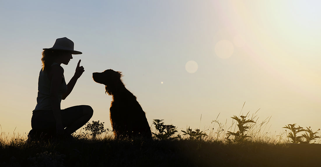 Agressivité, anxiété de séparation, aboiements incessants : comment les éducateurs gèrent les comportements canins les plus difficiles