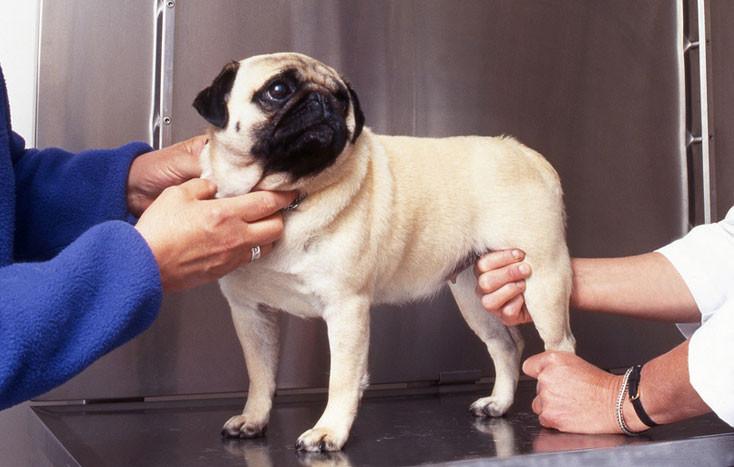 Ce que vous devez VRAIMENT savoir au sujet de l'arthrite chez le chien