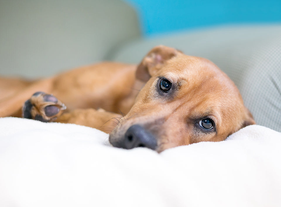 Cancer de la vessie chez les chiens : causes, symptômes et soutien