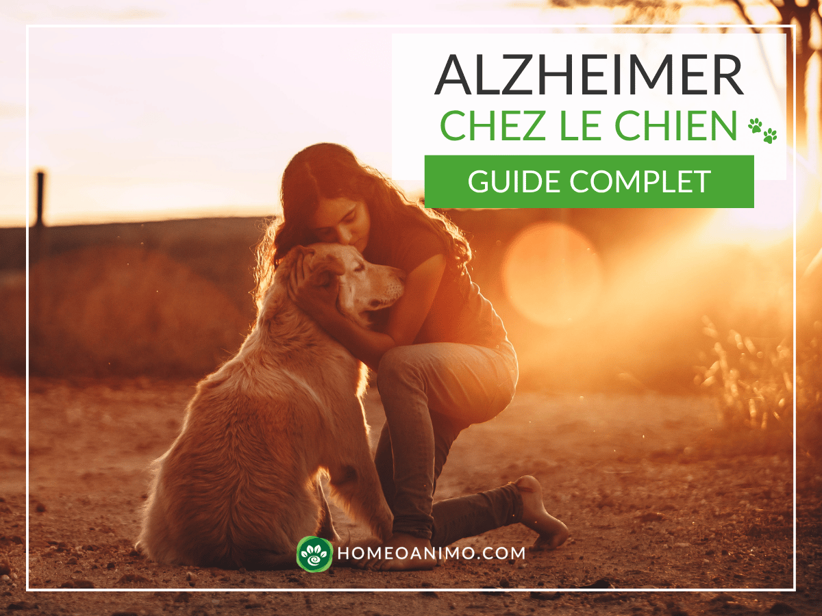 Bannière HomeoAnimo montrant une femme qui enlace tendrement son chien Golden Retriever au coucher du soleil, avec le texte "Alzheimer chez le chien : guide complet".
