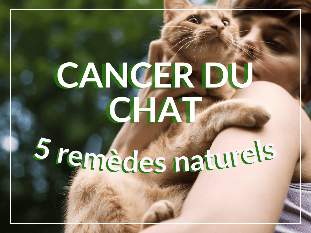 Chat beige atteint d'un cancer dans les bras de son propriétaire. Ce chat a besoin des traitements naturels de cet article !