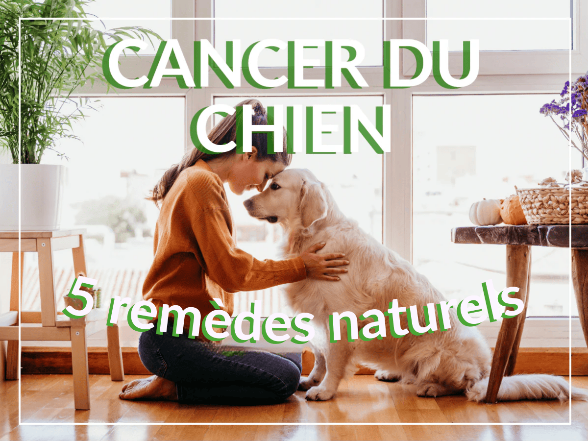 Femme agenouillée sur le sol à l’intérieur, touchant tendrement le front d’un golden retriever assis devant elle, avec un grand texte en surimpression indiquant « Cancer du chien – 5 remèdes naturels ».