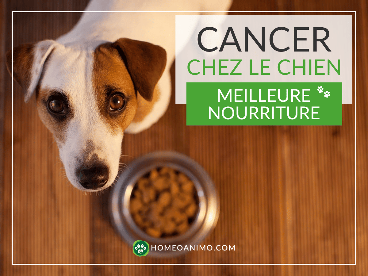 Chien Jack Russell à côté de sa gamelle d'alimentation pour l'article sur la meilleure nourriture pour un chien atteint de cancer