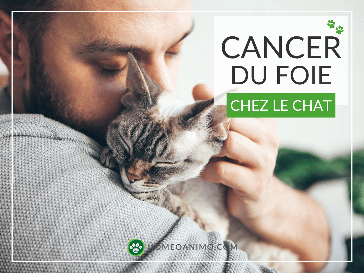 Homme tenant un chat malade dans ses bras. Visuel de couverture pour l'article sur les symptômes et traitements du cancer du foie chez le chat