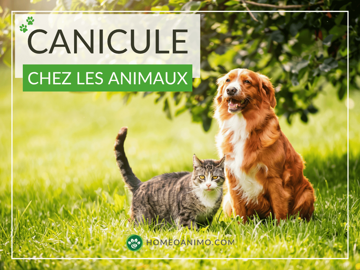 Chien et chat assis côte à côte dans l'herbe au soleil sous le titre Canicule chez les animaux.
