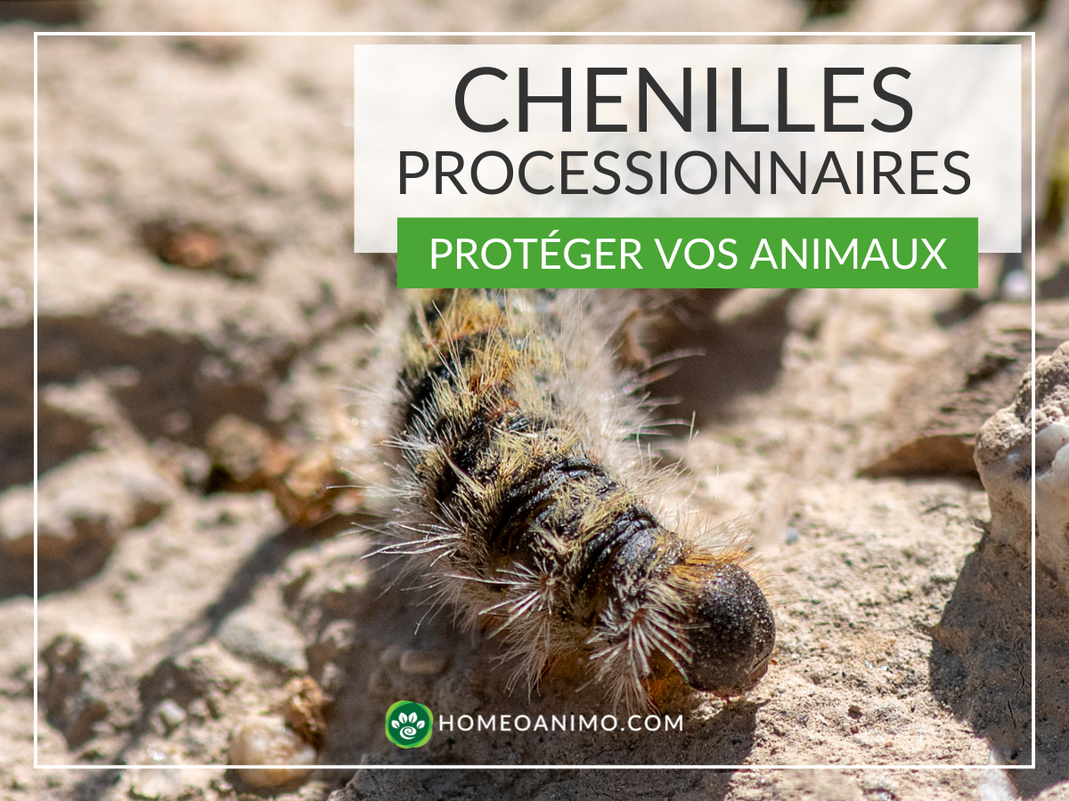 Photographie macro d'une chenille processionnaire du pin sur sol aride, avec texte superposé 'CHENILLES PROCESSIONNAIRES - PROTÉGER VOS ANIMAUX' et logo HomeoAnimo.