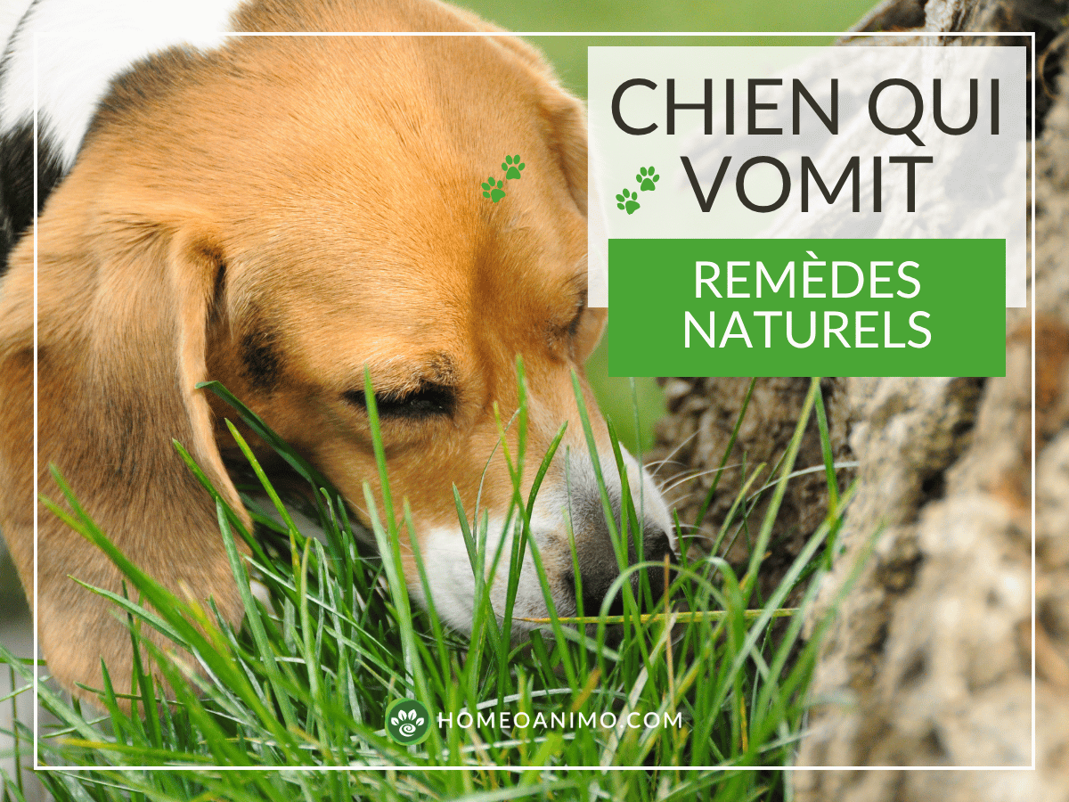 Chien beagle en train de manger de l'herbe parce qu'il veut vomir. Il a besoin des remèdes naturels de cet article!