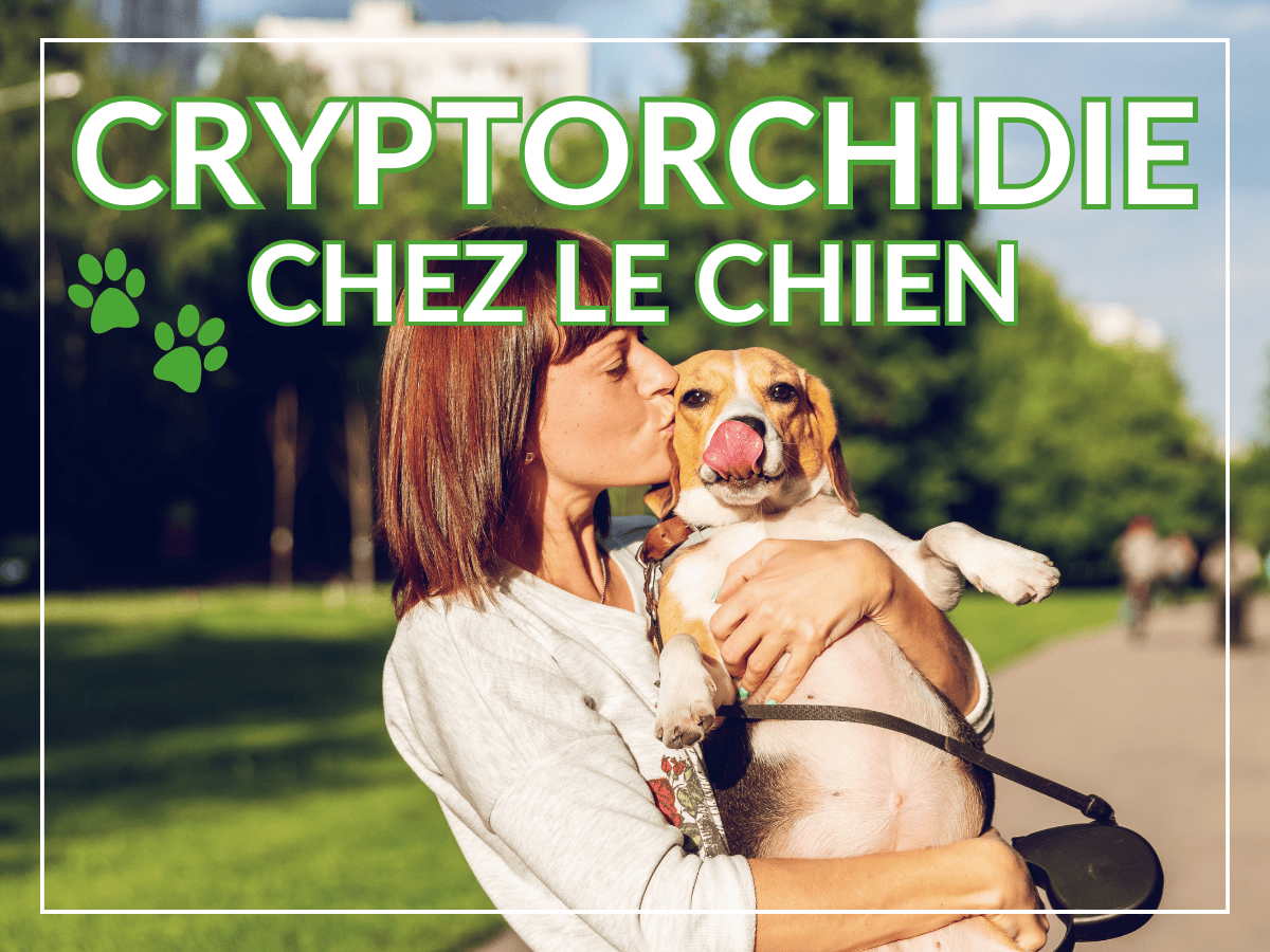 Cryptorchidie chez le chien: tout ce que vous devez savoir !