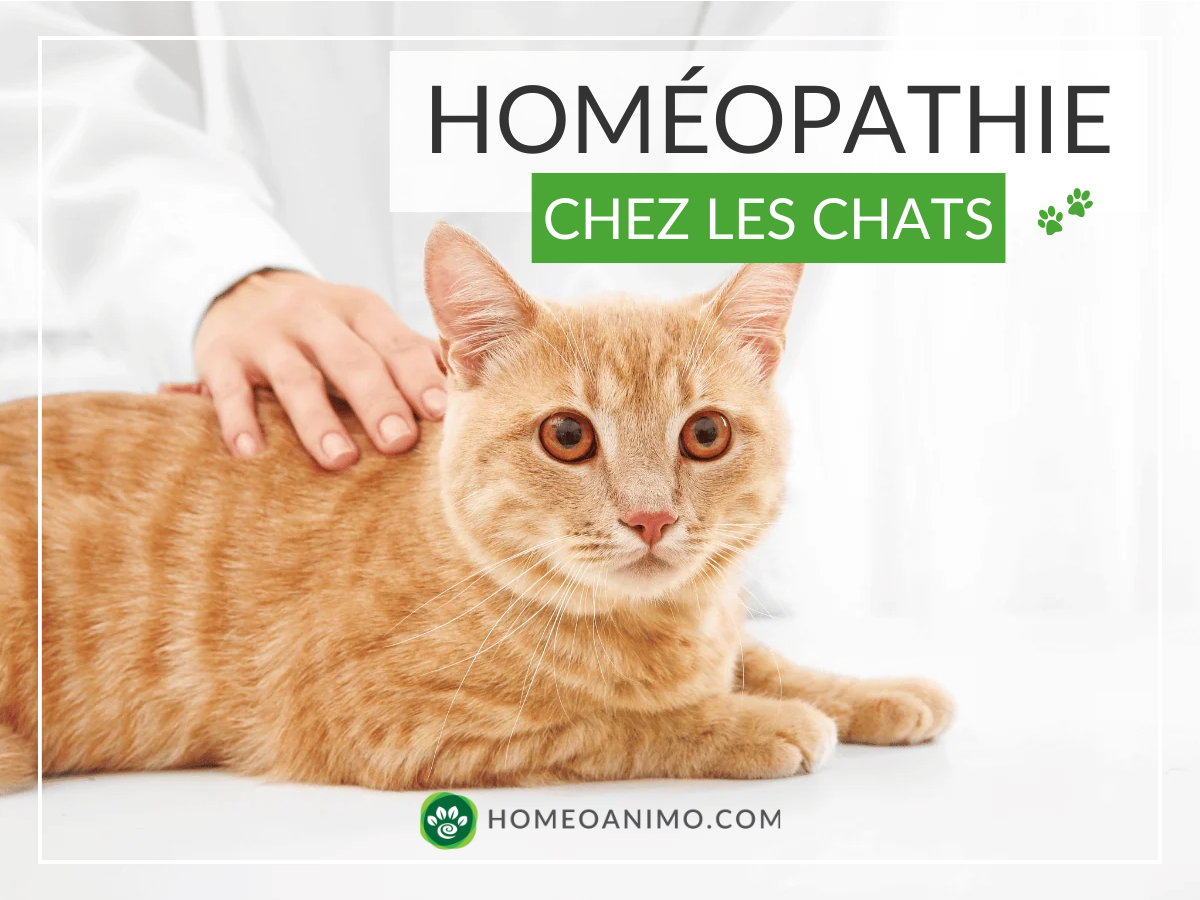 Chat avec des symptômes qui sont traités par l'homéopathie.