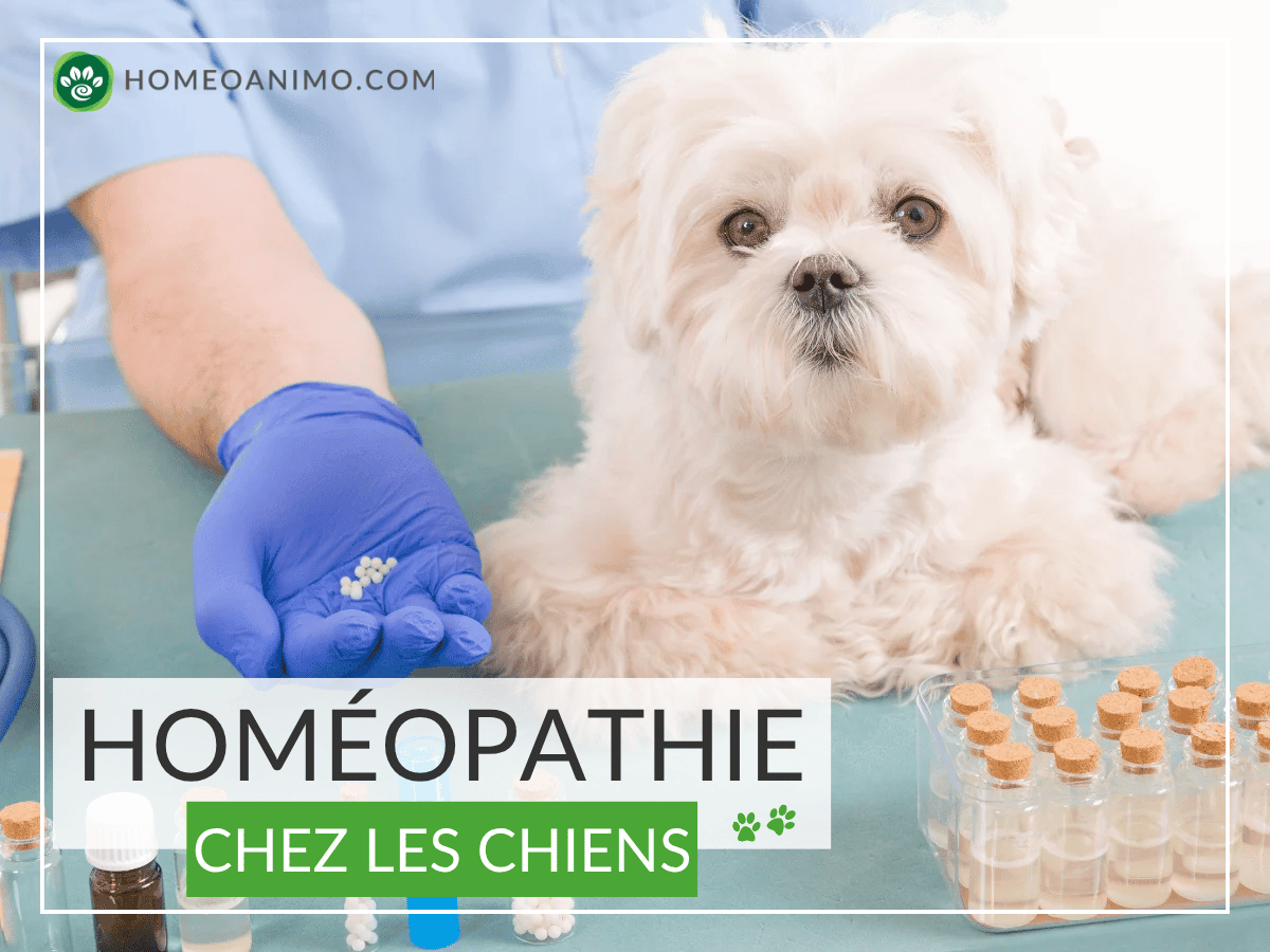 Chien à qui on administre un remède homéopathique.