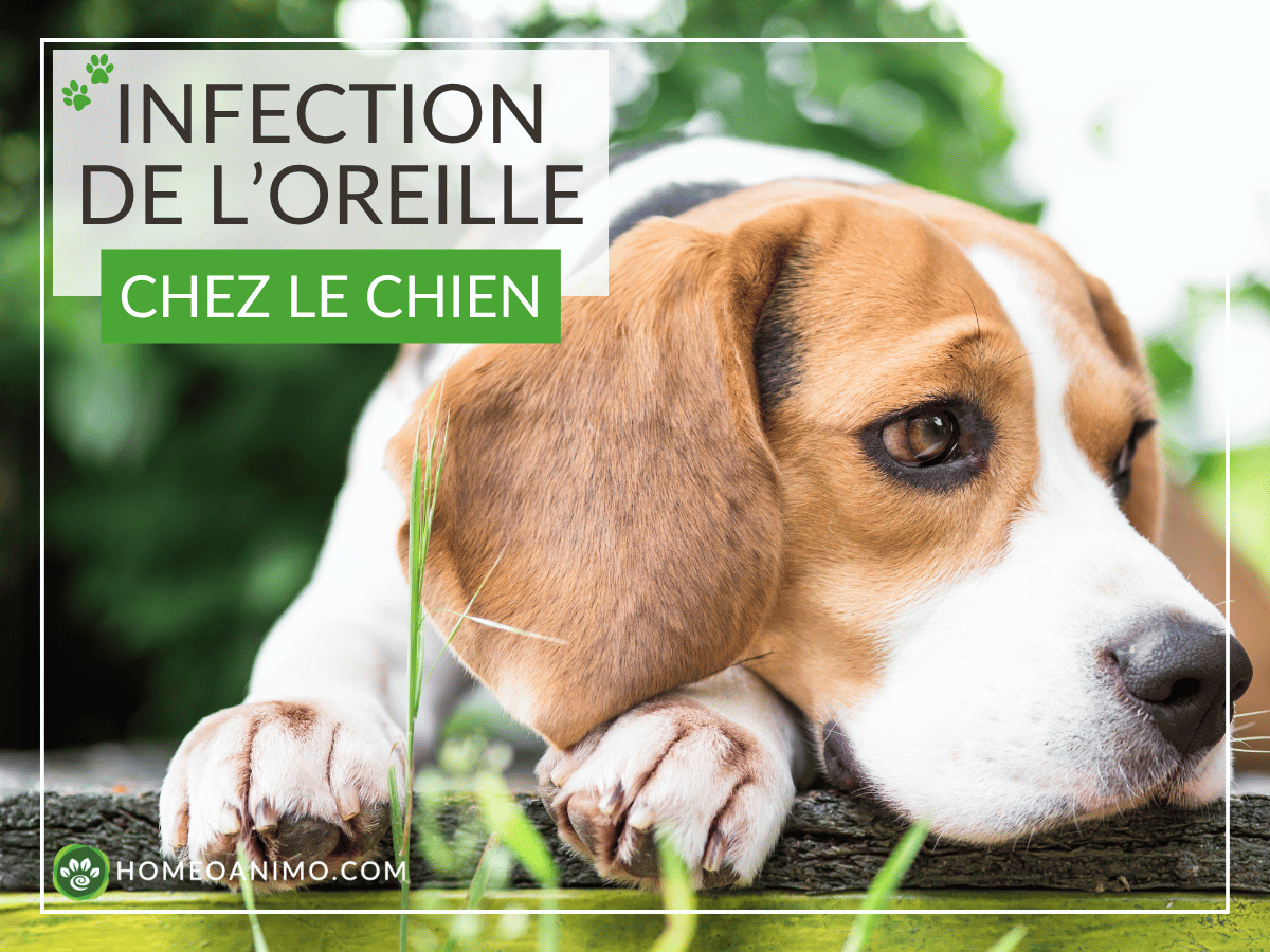 Gros plan sur l'oreille d'un chien beagle étendu à l'extérieur. Ce chien à une infection à l'oreille (otite) et a besoin des remèdes naturels de cet article !