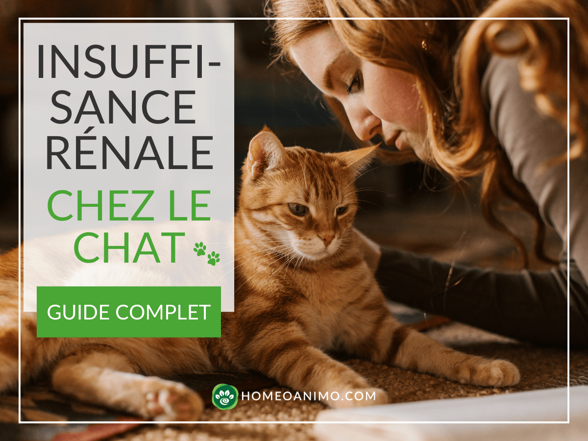 Femme caressant un chat roux allongé, avec texte ‘Insuffisance rénale chez le chat – Guide complet’ sur fond transparent, visuel de HomeoAnimo.com.