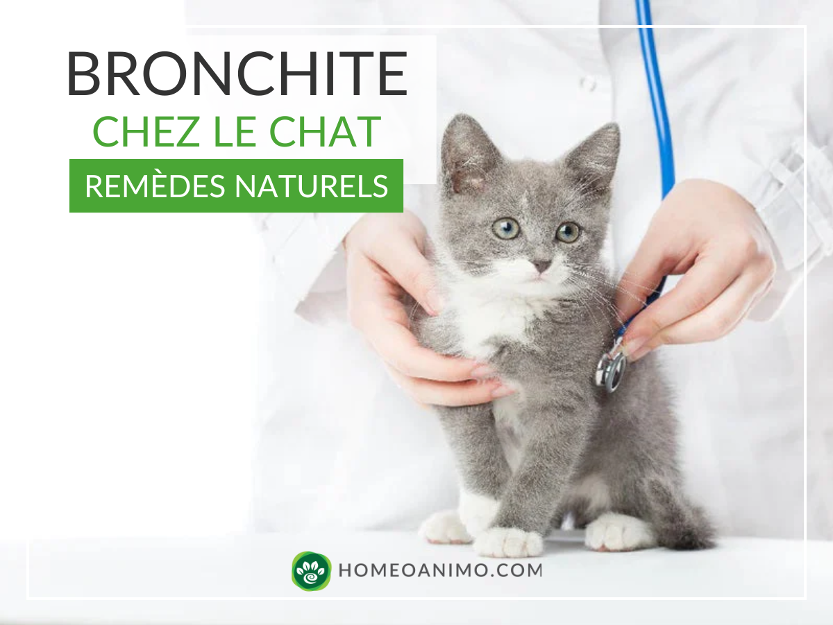 Un vétérinaire examine un chaton gris et blanc avec un stéthoscope. Texte superposé : Bronchite chez le chat, remèdes naturels.