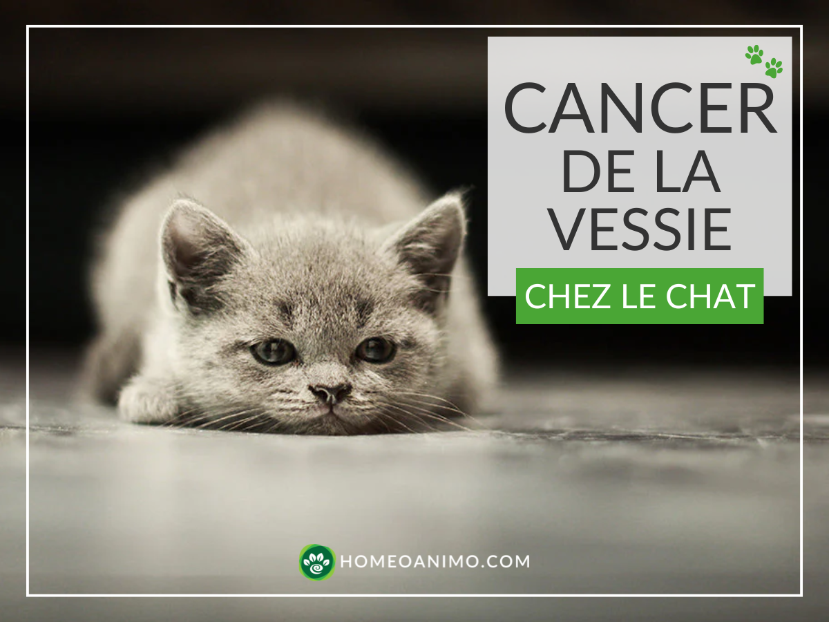 Chat gris couché sur le sol avec la mention: "Cancer de la vessie chez le chat" et le logo HomeoAnimo.
