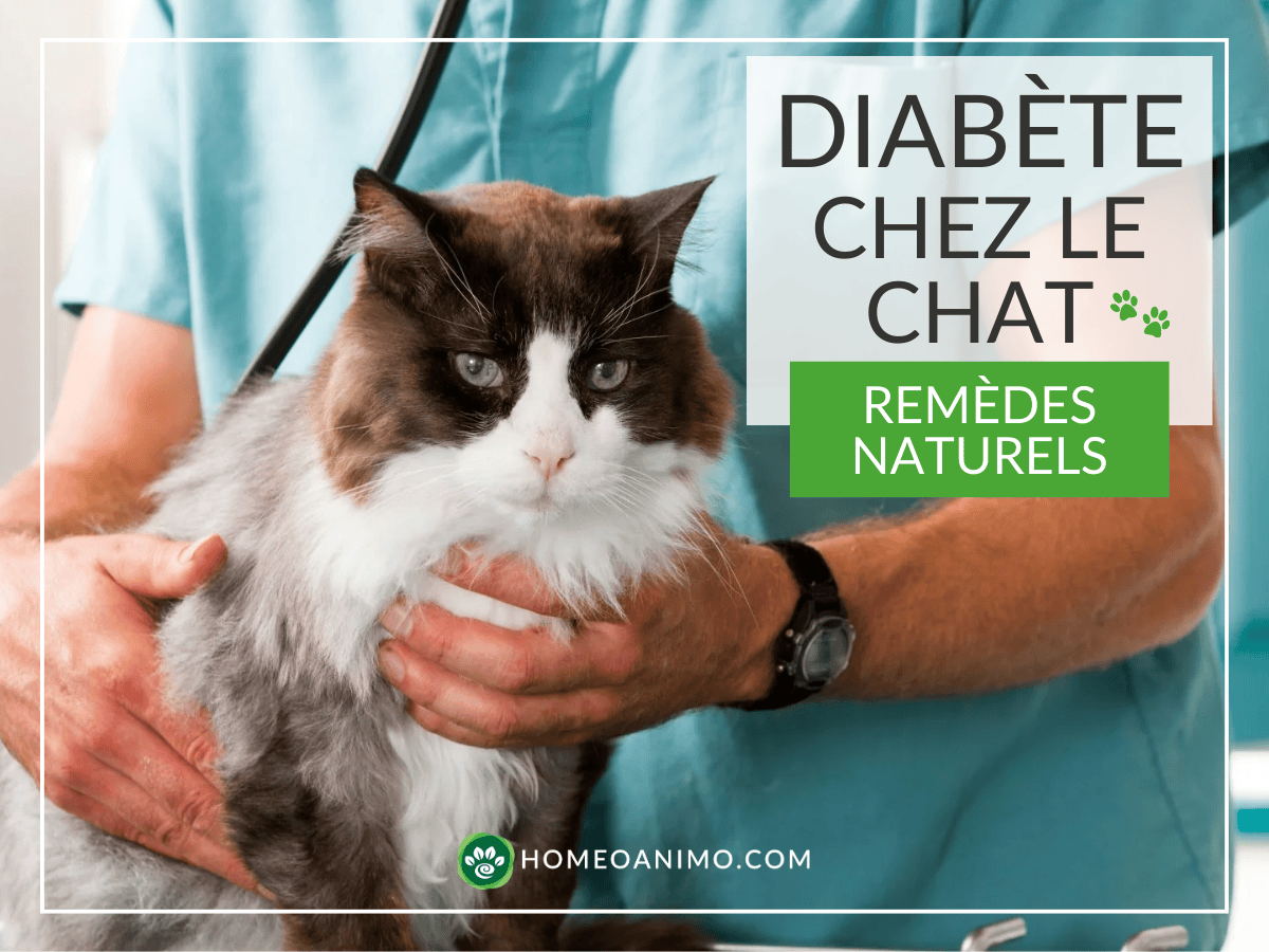 Vétérinaire examinant un chat bicolore avec texte superposé Diabète chez le chat Remèdes naturels et logo HomeoAnimo