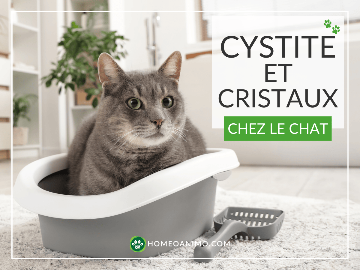 Chat gris assis dans sa litière propre, illustrant un guide sur la cystite et les cristaux urinaires chez le chat avec le logo HomeoAnimo.