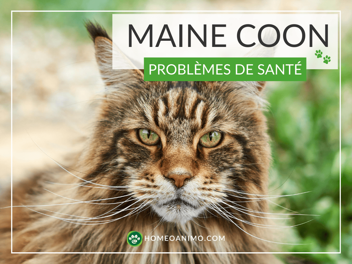 Gros plan majestueux d'un chat Maine Coon aux yeux verts et longs poils, avec un titre superposé « MAINE COON - PROBLÈMES DE SANTÉ » et le logo HomeoAnimo.