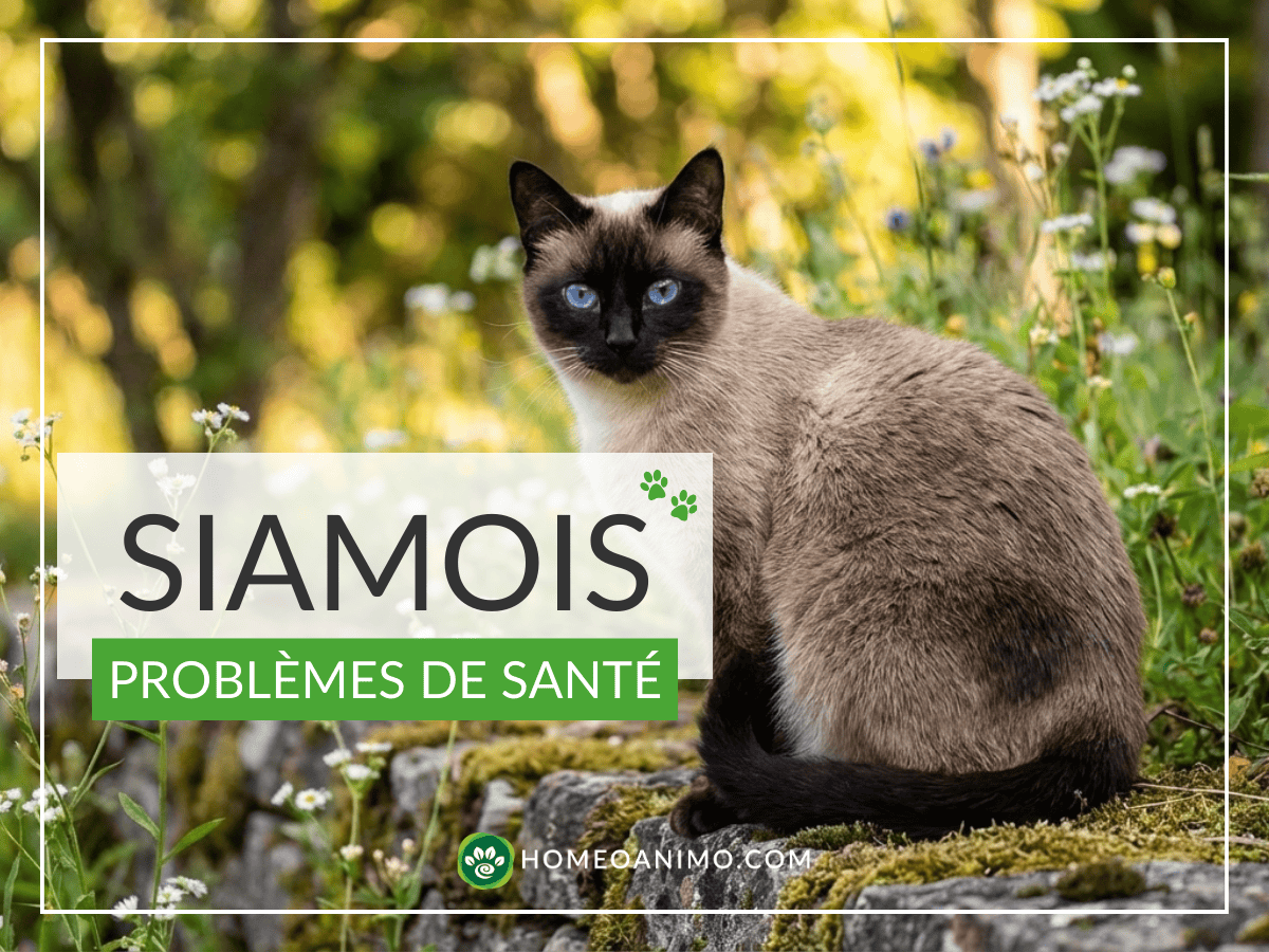 Chat Siamois aux yeux bleus intenses assis à l'extérieur sur un muret de pierre, illustrant un article sur les problèmes de santé de la race.