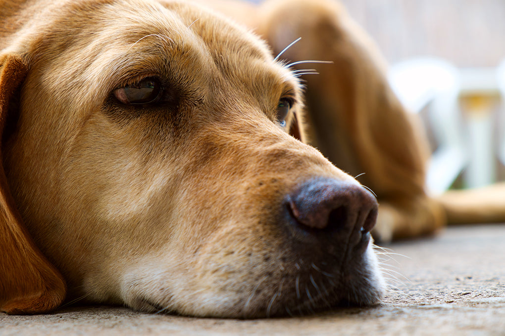 Qu'est-ce que le cancer des os chez les chiens ? C'est possible de lutter contre ce cancer efficacement?