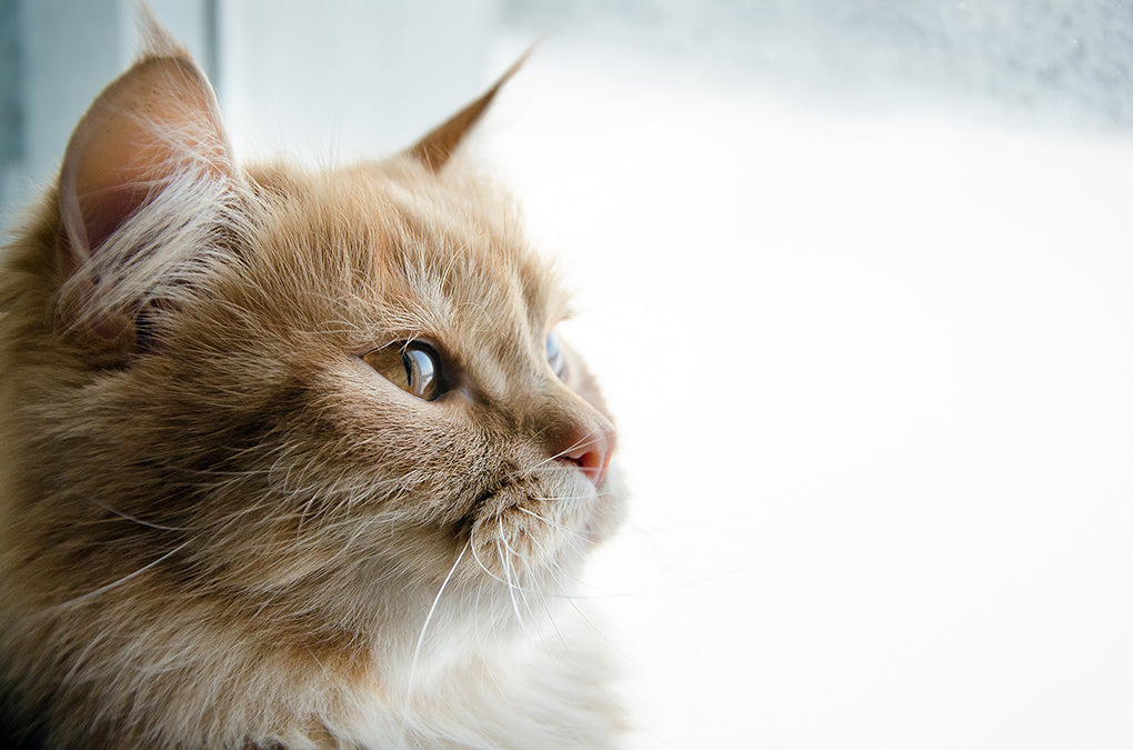 Cancer des os chez le chat : options, espérance de vie et symptômes