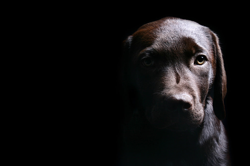 Tumeurs cérébrales chez les chiens : causes, signes et choix