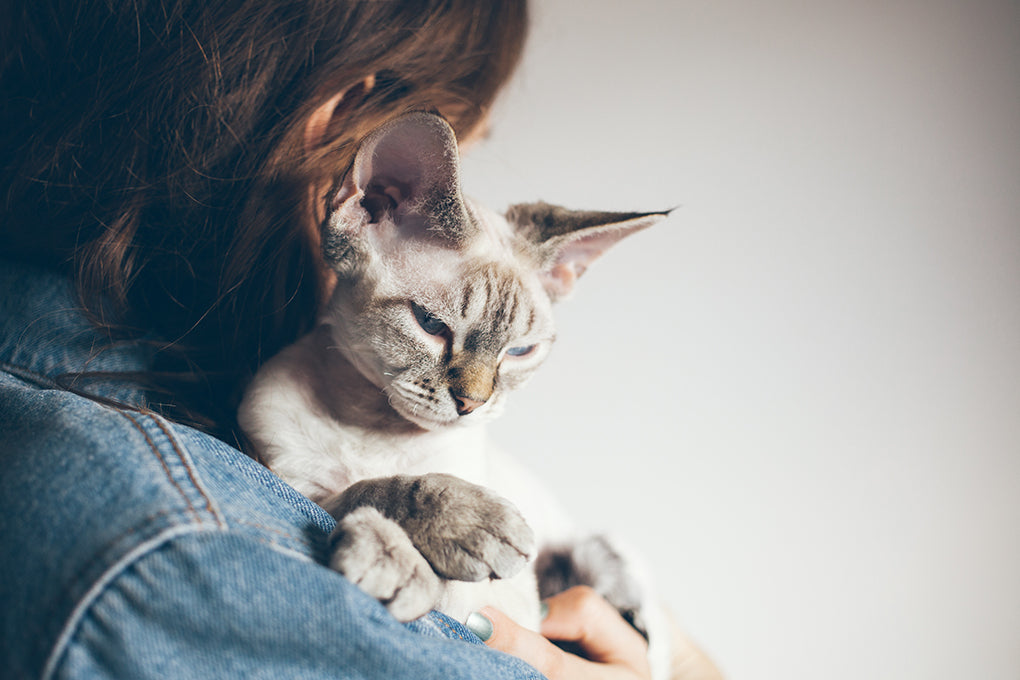 Comment détecter et affronter le cancer du sein chez les chats ?