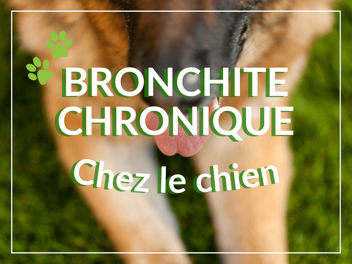 Chien berger allemand essoufflé étendu sur le gazon. Il souffre de difficultés respiratoires en raison d'une bronchite chronique et a besoin de remèdes naturels..