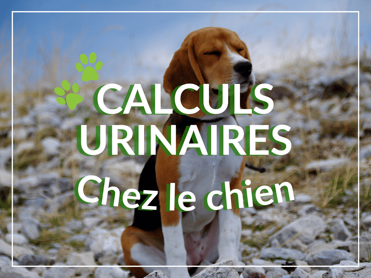 Chien de race beagle assis à l'extérieur à travers les roches. Il souffre de calculs urinaires et a besoin de remèdes naturels. 