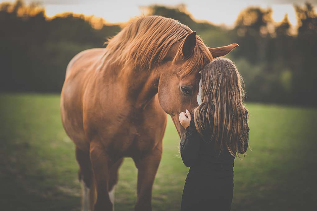 Voici les éléments importants à retenir sur le cancer chez le cheval 2025