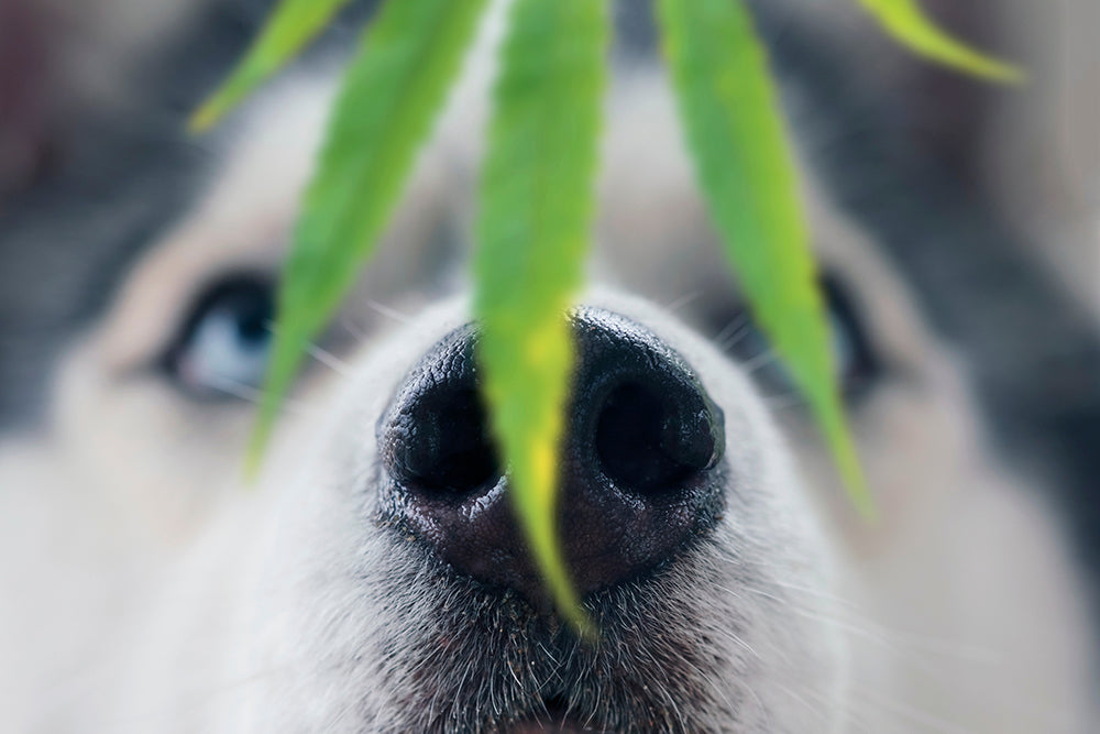 Les effets du cannabis sur les chiens et les chats