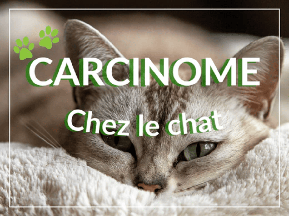 Visage d'un chat couché sur une couverture qui regarde vers la caméra. Il est atteint d'un carcinome chez le chat et a besoin de traitements.