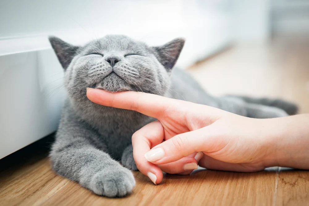 Gingivite chez le chat : 8 choses importantes à retenir