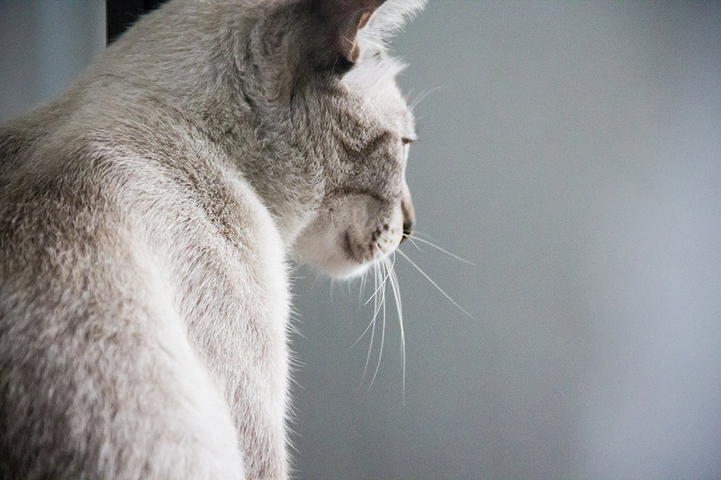 Quelles sont les causes du cancer chez le chat ?
