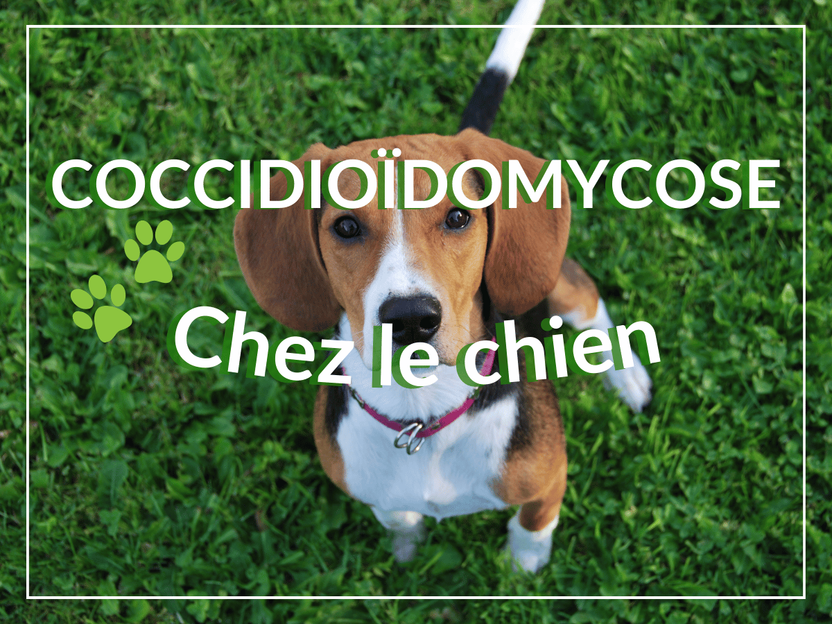 Chien de race beagle qui regarde la caméra. Il est atteint de coccidioïdomycose qu'il a attrapé d'un champignon.