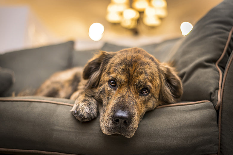 Dépression du chien: comment savoir si son chien déprime et que puis-je faire ?