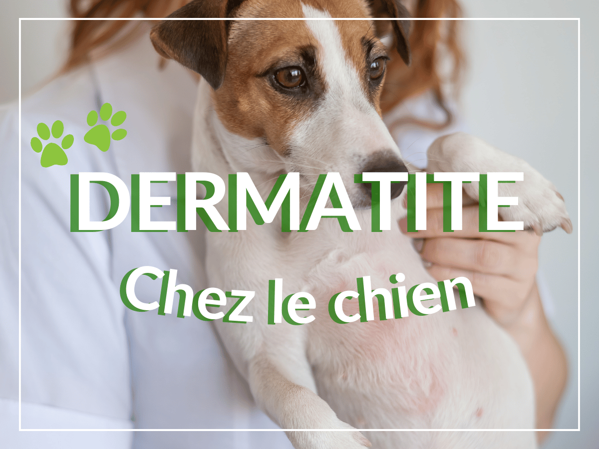 Vétérinaire qui tient un chien jack russell atteint de dermatite.
