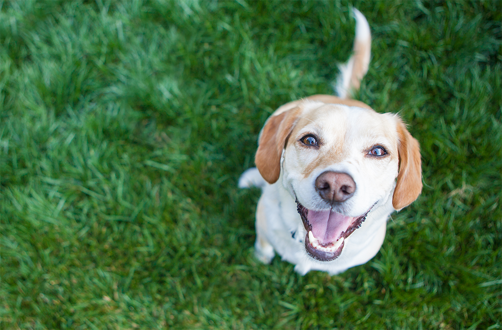 Les meilleures astuces des éducateurs canins professionnels