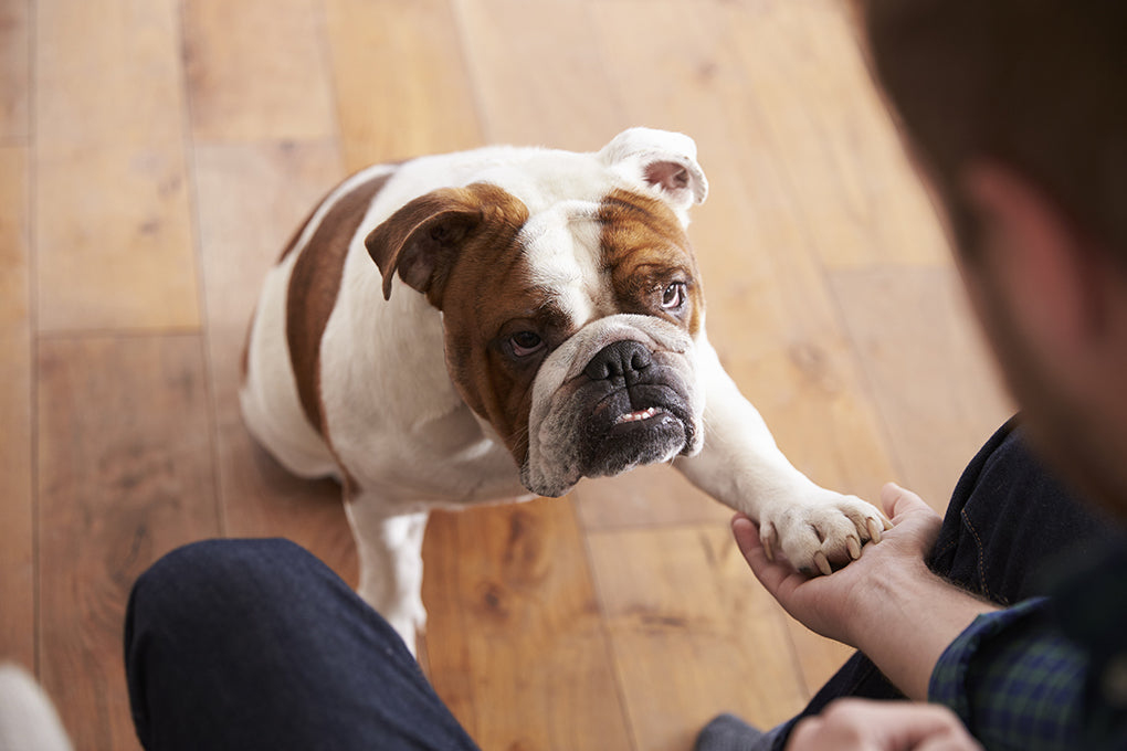 12 trucs faciles et amusants à apprendre à votre chien