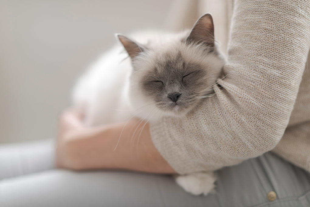 Ce que vous devez savoir sur le fibrosarcome du chat