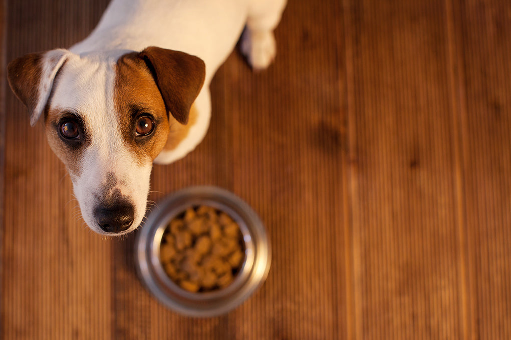 Quelle est la meilleure nourriture à donner à un chien qui a le cancer?