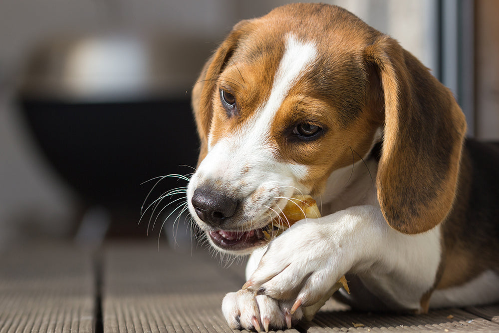 7 friandises saines pour chiens et chats recommandées par les vétérinaires et nutritionnistes animaliers
