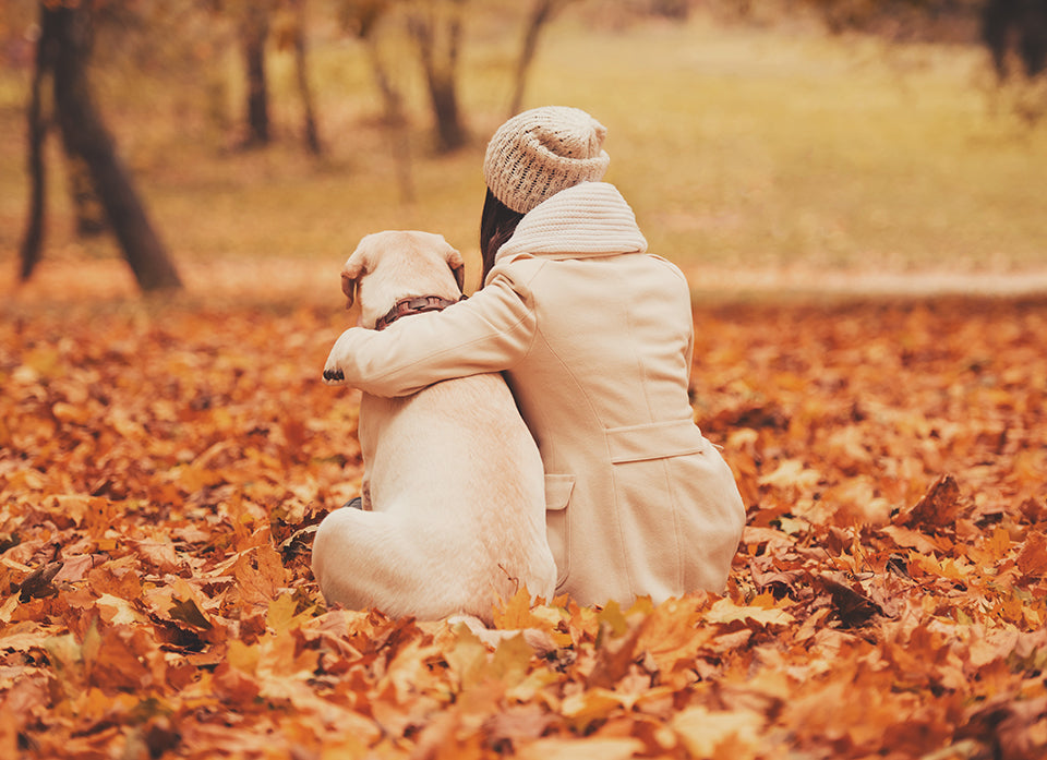Les 3 types d'hémangiosarcome les plus courants chez les chiens