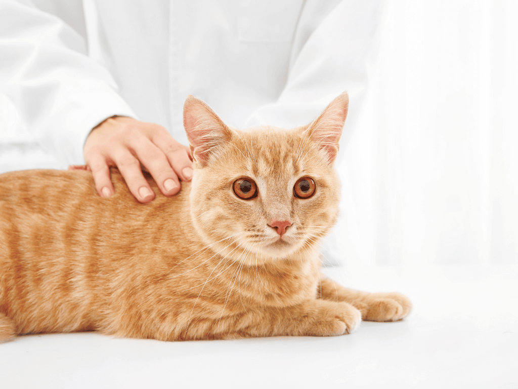L’homéopathie pour chat - Tout ce que vous devez savoir!